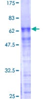 Human PRPF40A / FNBP3 Protein (Recombinant GST)