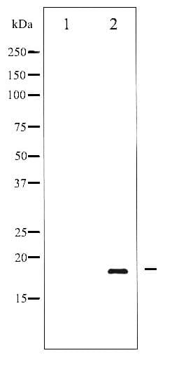 Polyclonal Rabbit anti-Human PIN1 Antibody (phospho-Ser16, IHC, WB)