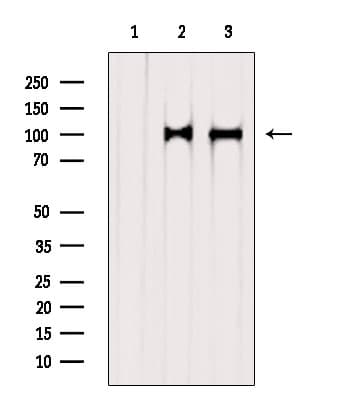 Polyclonal Rabbit anti-Human STT3A / ITM1 Antibody (WB)