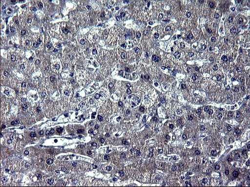 TXNDC5 / ERP46 Antibody (clone OTI1B2, Carrier-free)