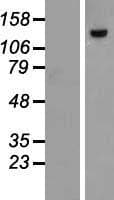 POLK / DNA Polymerase Kappa Protein (Over-Expression Lysate Myc-DDK (Flag))