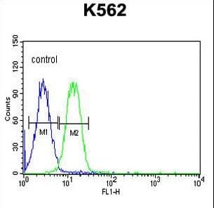 AVIL / Advillin Antibody (aa176-204)