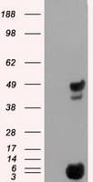 PSMC3 Antibody (clone OTI10D12)