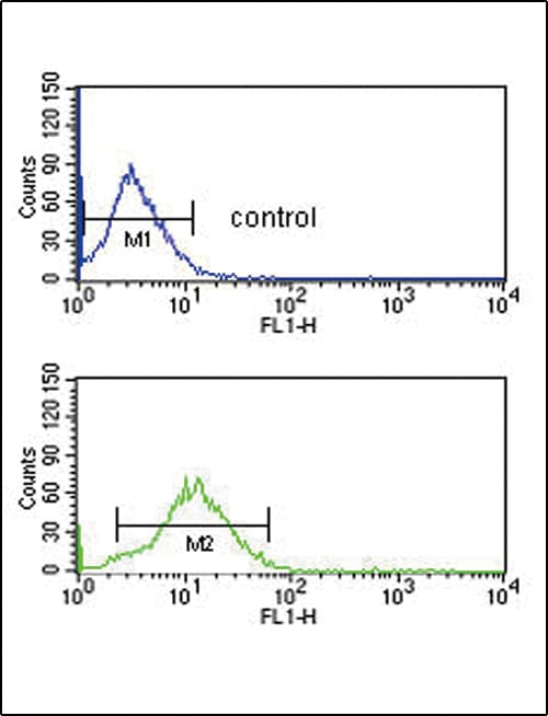 B1R / BDKRB1 Antibody (aa213-239)