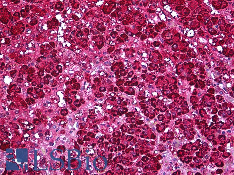 IHC-plus™ FDXR Antibody
