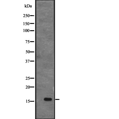 APITD1 Antibody