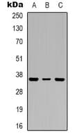 TP53I3 / PIG3 Antibody (C-Terminus)
