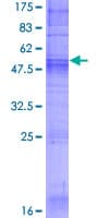 Human OR9G1 Protein (Recombinant GST)