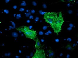 KCNAB1 Antibody (clone OTI7F12, Carrier-free)