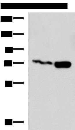 KIAA0020 / PEN Antibody