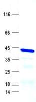 Human PTN / Pleiotrophin Protein (Recombinant GST, N-terminus + His, C-terminus)
