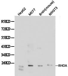 RHOA Antibody