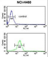 YAP / YAP1 Antibody (aa420-446)
