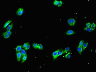 GNA11 Antibody