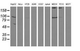 ALDH1L1 Antibody (clone OTI4C11)
