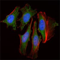 Monoclonal Mouse anti-Human CLOCK Antibody (clone 8F7, IF, WB)