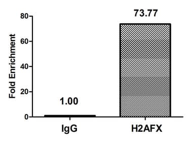 H2AFX / H2AX Antibody