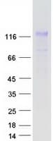 Human NFAT1 / NFATC2 Protein (Recombinant Myc-DDK (Flag))