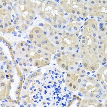 BSND / Barttin Antibody