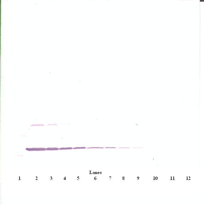 IL3 Antibody (Biotin)