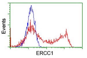 ERCC1 Antibody (clone OTI5A2, Carrier-free)