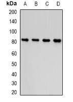 COMP / THBS5 Antibody