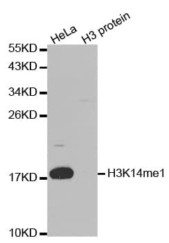 Histone H3 Antibody (Mono-Methyl-Lys14)