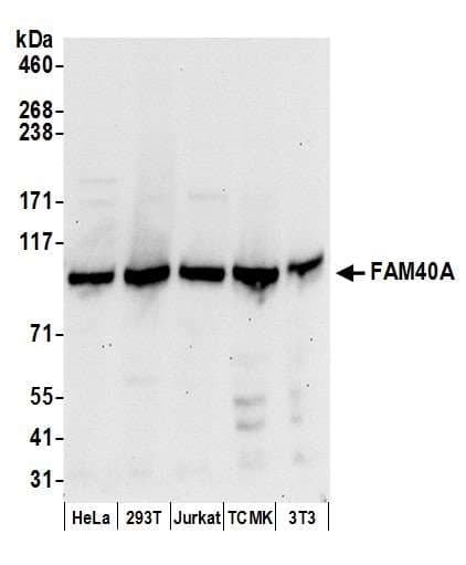 FAM40A Antibody (aa25-75)