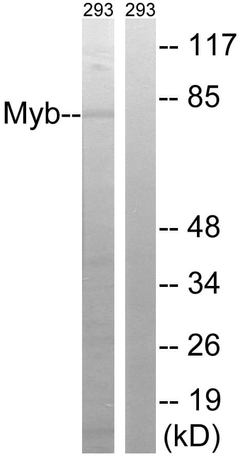 MYB / c-Myb Antibody (aa496-545)