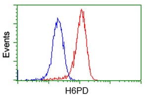 H6PD / G6PDH Antibody (clone OTI3H5)