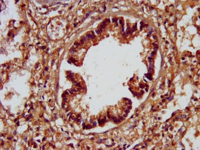 SPTBN1 / ELF Antibody