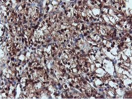 DUSP23 Antibody (clone OTI3C10)