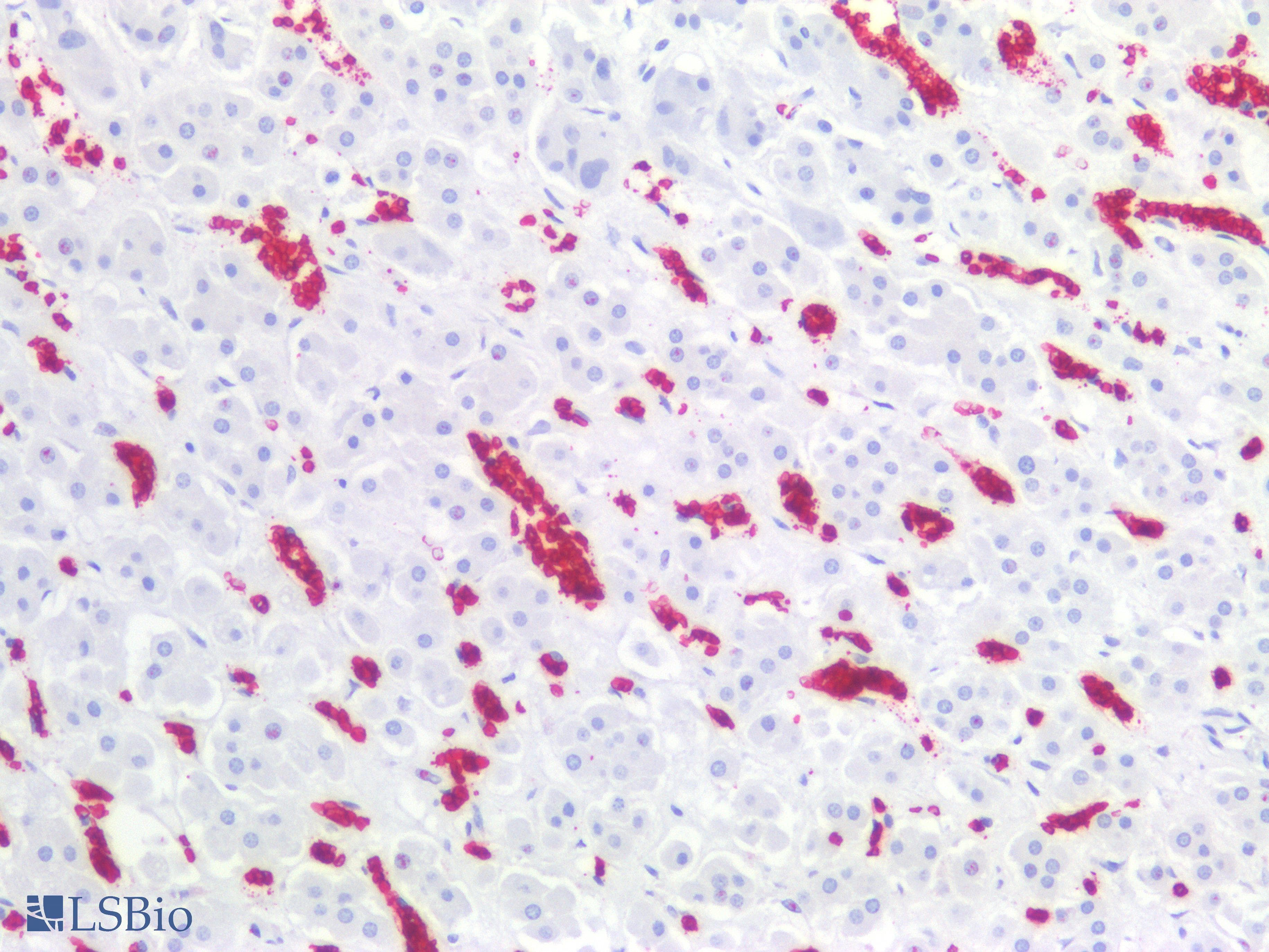 PathPlus™ Monoclonal Mouse anti-Human GYPA / CD235a / Glycophorin A Antibody (clone HIR2, N-Terminus, IHC)