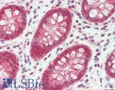 GPA33 / A33 Antibody (aa264-293)