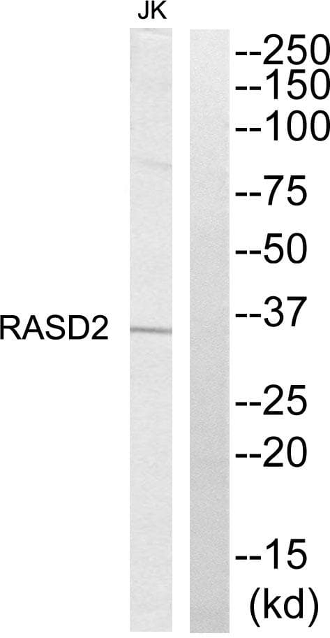 RASD2 Antibody