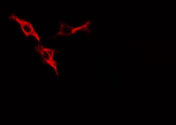 PRKAR1A Antibody