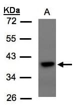TCF19 / TCF-19 Antibody (aa296-309)