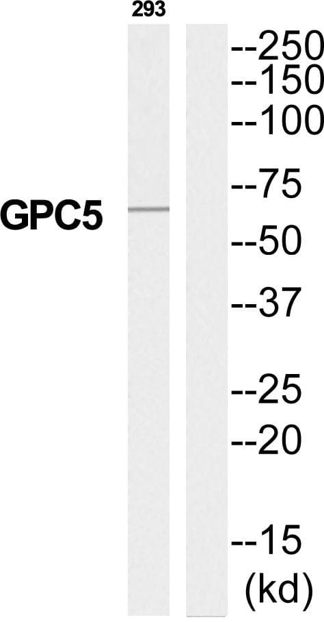 GPC5 / Glypican 5 Antibody