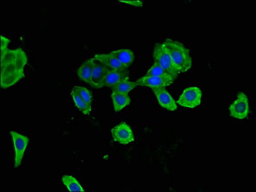 CANX / Calnexin Antibody