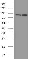 MYNN Antibody (clone OTI3B9)