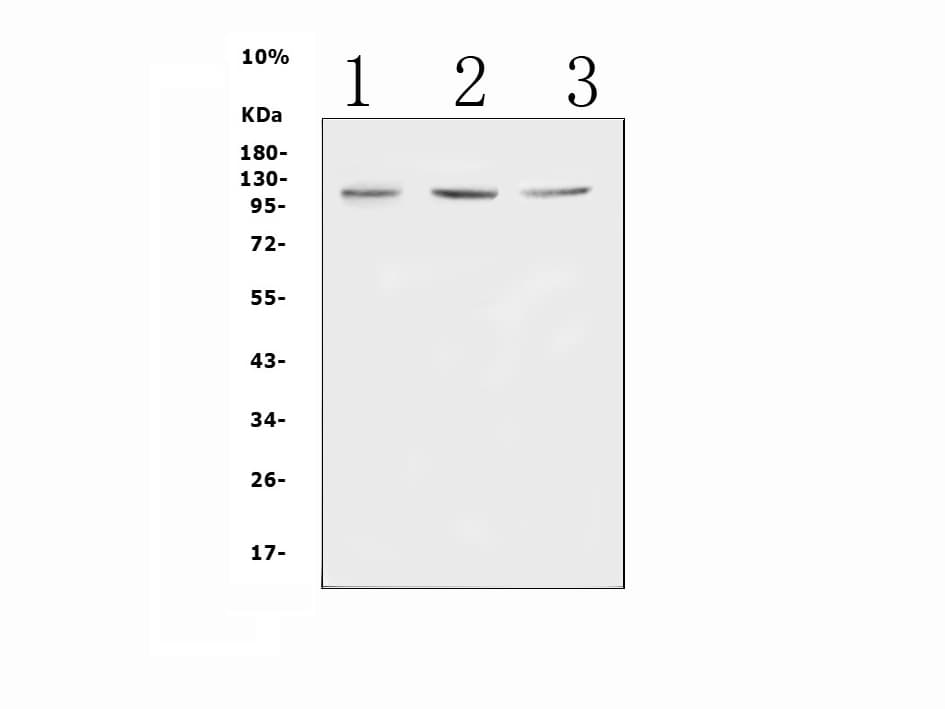 MIB1 Antibody