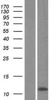 C4orf3 Protein (Over-Expression Lysate Myc-DDK (Flag))