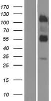 LRTM2 Protein (Over-Expression Lysate Myc-DDK (Flag))