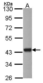 ASNA1 Antibody (aa45-279)