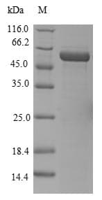 Human ELAVL4 / HuD Protein (Recombinant 10His-SUMO, N-terminus + Myc, C-terminus)