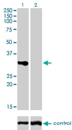 CD27 Antibody (clone 1E2-A3)