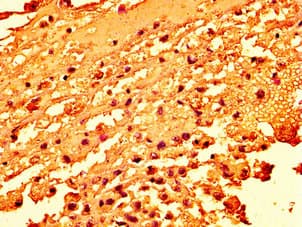 H2AFZ / H2A.z Antibody