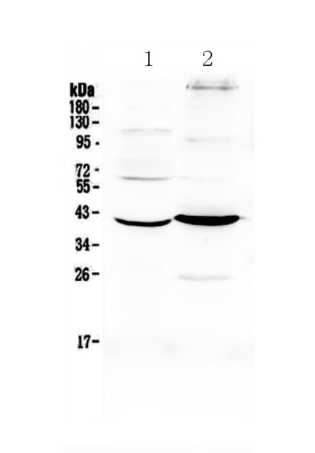 FST / Follistatin Antibody
