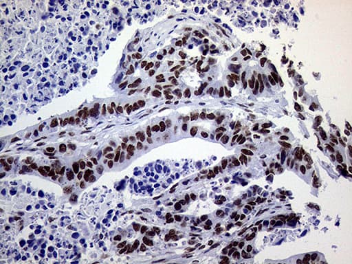 RING1 Antibody (aa88-362, clone OTI3G7)