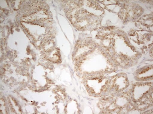 MRPL15 Antibody (aa28-296, clone OTI7A3, Carrier-free)